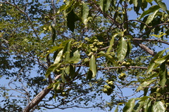 Morinda tinctoria